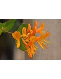 Lonicera x tellmanniana (7lt)
