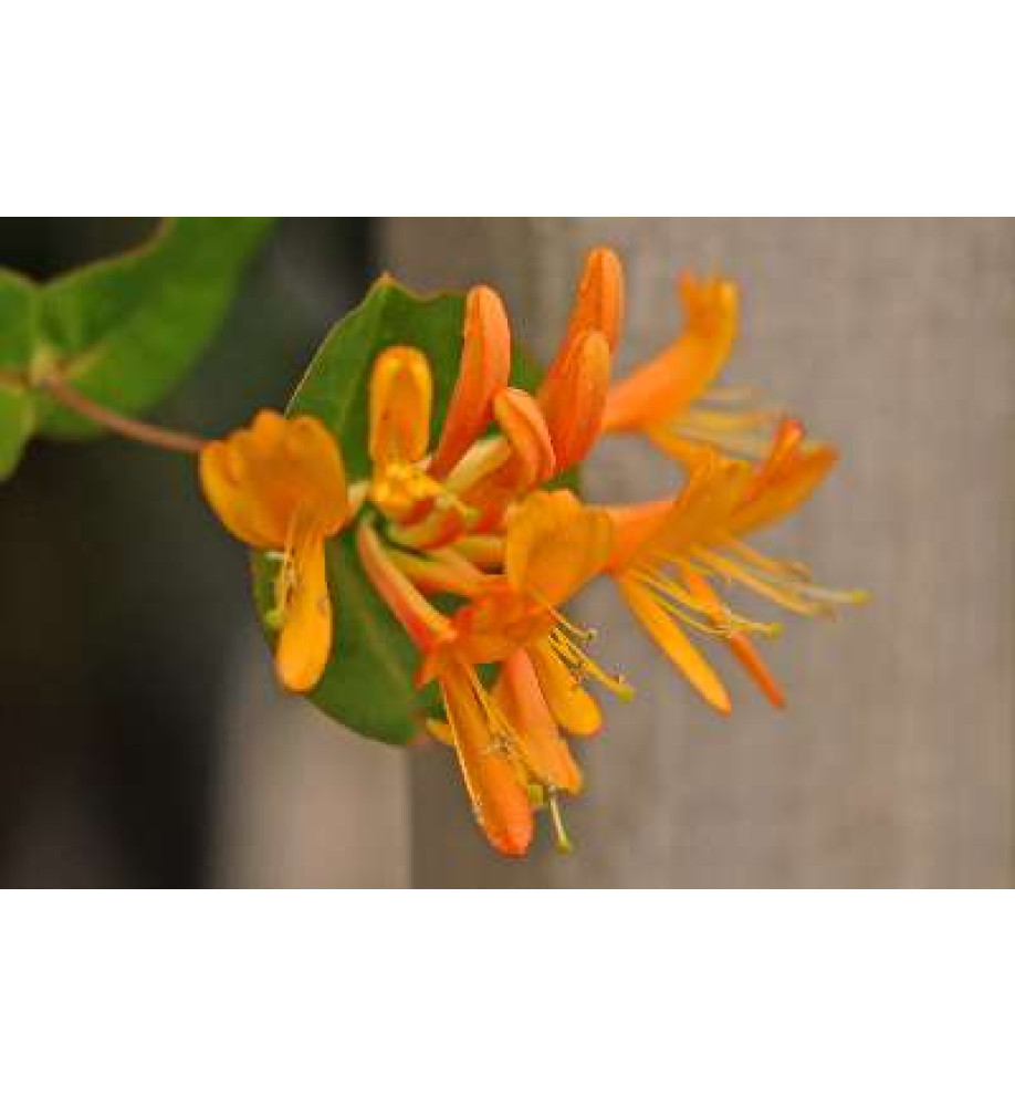 Lonicera x tellmanniana (7lt)