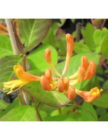 Lonicera x tellmanniana (7lt)