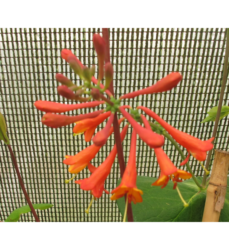 Lonicera x brownii Dropmore Scarlet (7lt)