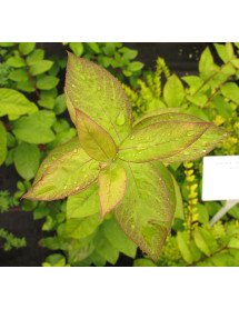 Lonicera x purpusii Winter Beauty (7.5lt)