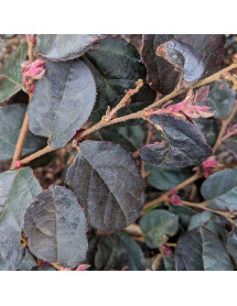 Loropetalum chinense Fire Dance (3lt)