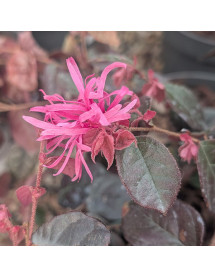 Loropetalum chinense Fire Dance (3lt)