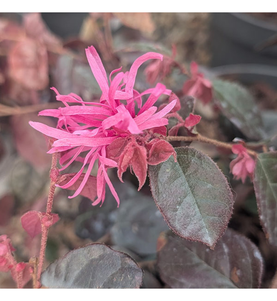 Loropetalum chinense Fire Dance (3lt)