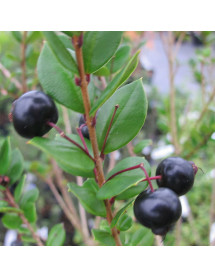 Luma apiculata (12lt)