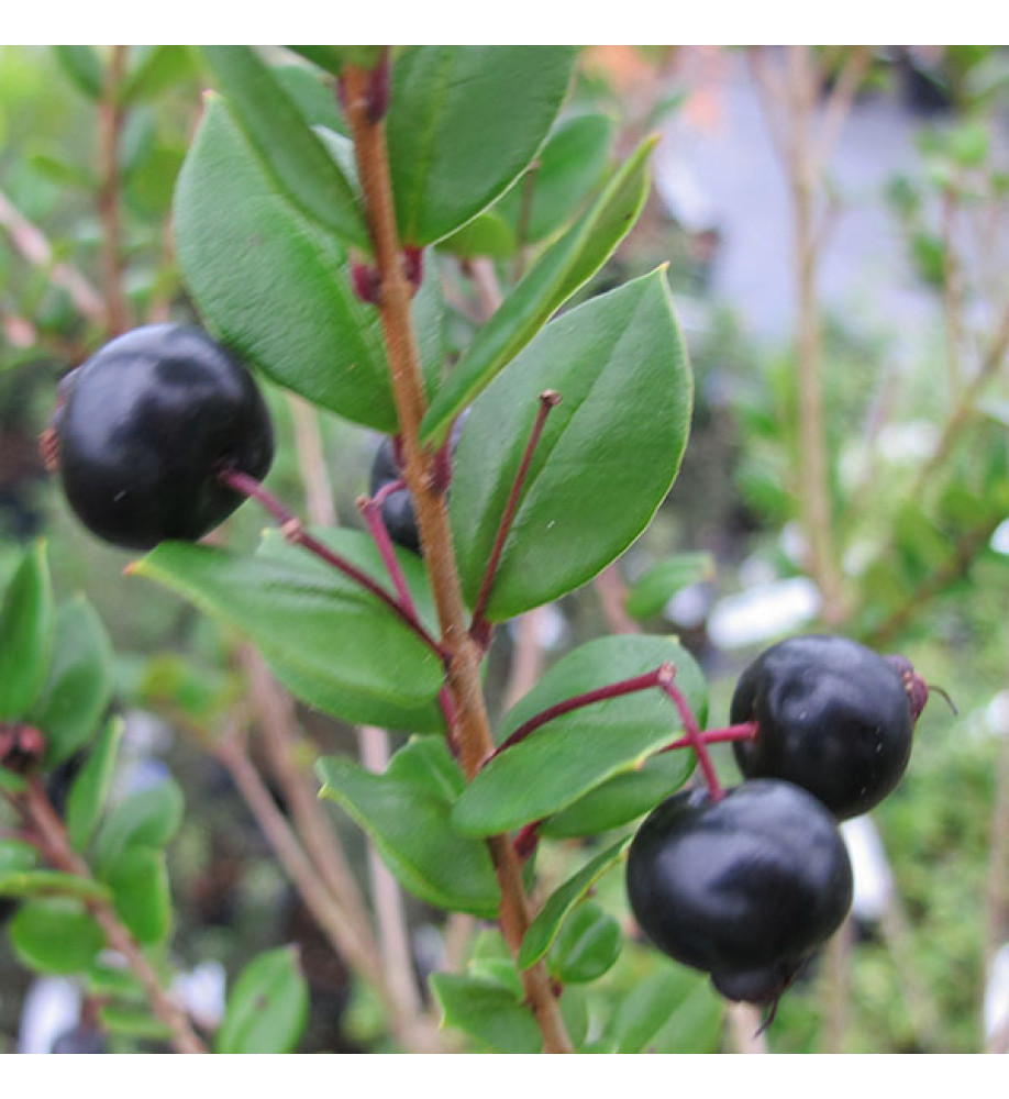Luma apiculata (12lt) Luma apiculata (12lt)