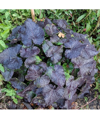 Lunaria annua Chedglow (1.5lt)