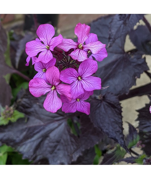 Lunaria annua Chedglow (1.5lt)