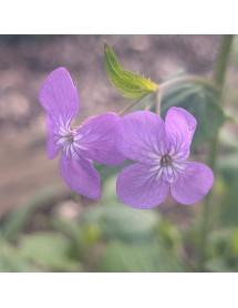 Lunaria annua Corfu Blue (Honesty) (2lt)