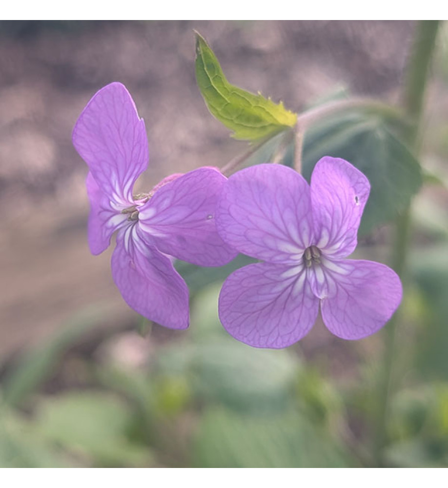 Lunaria annua Corfu Blue (Honesty) (2lt)