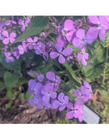 Lunaria annua Corfu Blue (Honesty) (2lt)