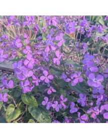Lunaria annua Corfu Blue (Honesty) (2lt)