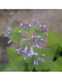 Lunaria rediviva (Perennial Honesty) (3lt)