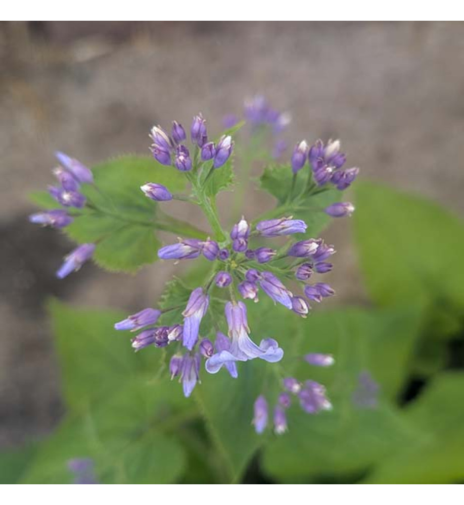Lunaria rediviva (Perennial Honesty) (3lt)