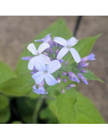 Lunaria rediviva (Perennial Honesty) (3lt)