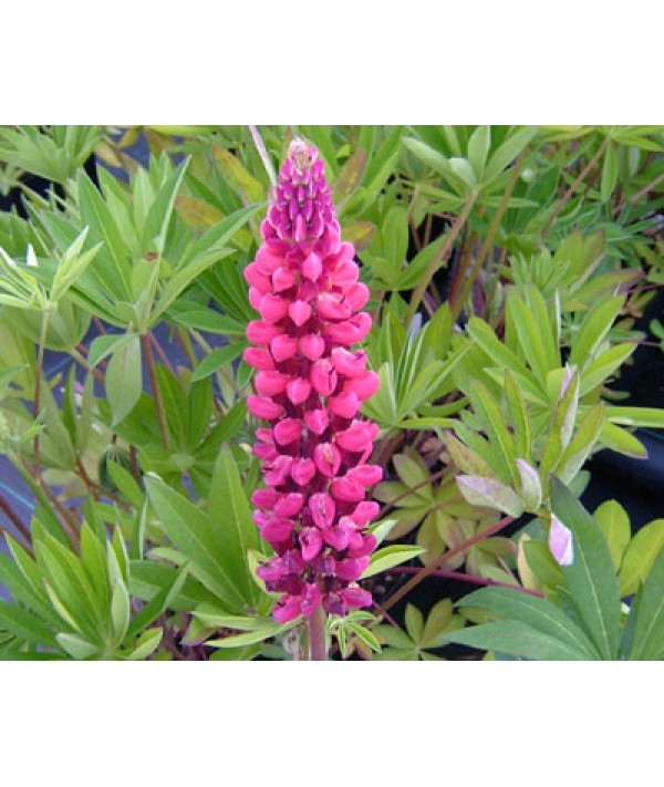 Lupinus the Page (1lt)
