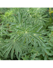 Lupinus arboreus Lavender Spires (3lt) Lupinus arboreus Lavender Spires (3lt)