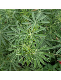 Lupinus arboreus Lavender Spires (3lt)