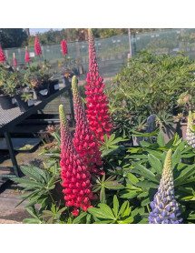 Lupinus Beefeater  (West Country Series)(3lt)