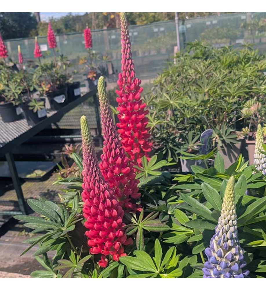 Lupinus Beefeater  (West Country Series)(3lt)