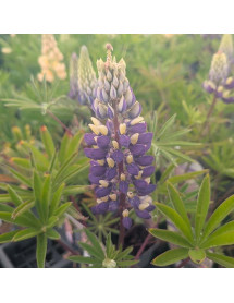 Lupinus Gallery Yellow blue bicolour (0.8lt)