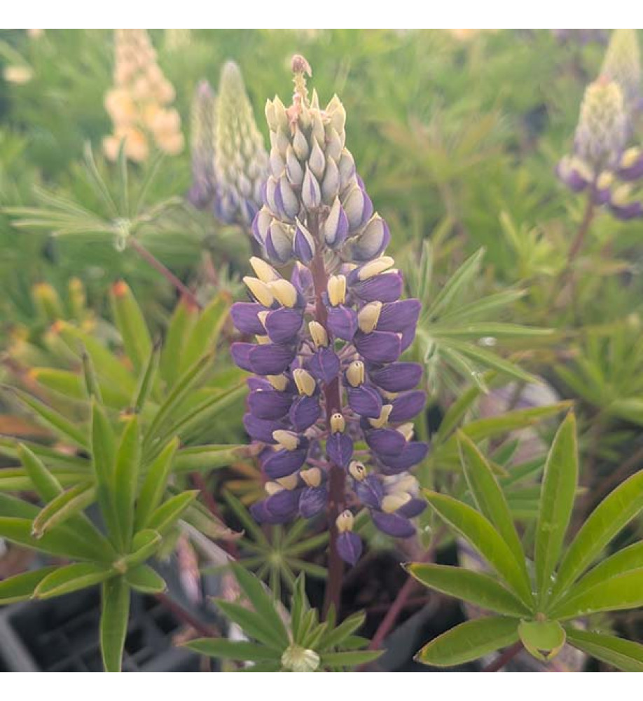 Lupinus Gallery Yellow blue bicolour (0.8lt)