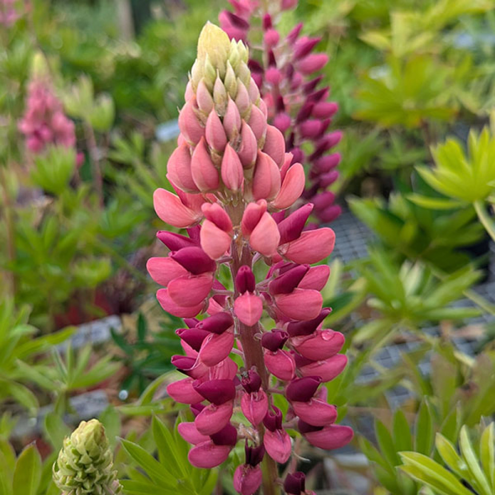 Lupinus Gallery Red (1lt)