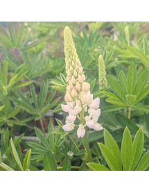 Lupinus Gallery White (1lt)