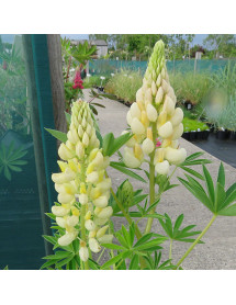 Lupinus Gallery Yellow (0.8lt)