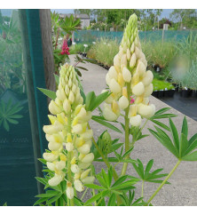 Lupinus Gallery Yellow (0.8lt)