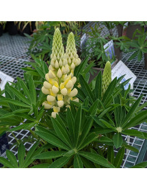 Lupinus Gallery Yellow (0.8lt)