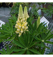 Lupinus Gallery Yellow (0.8lt)