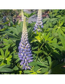 Lupinus King Canute (West Country Series) (5lt) Lupinus King Canute (West Country Series) (5lt)