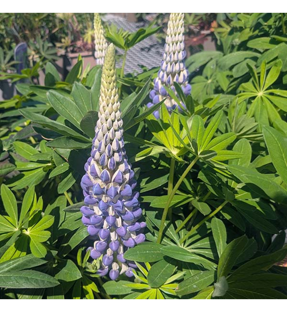 Lupinus  King Canute (West Country Series) (5lt)