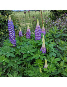Lupinus Persian Slipper (West Country Series) (3lt) Lupinus Persian Slipper (West Country Series) (3lt)