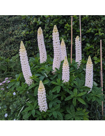 Lupinus Polar Princess (Langthorns seedlings) (2lt)