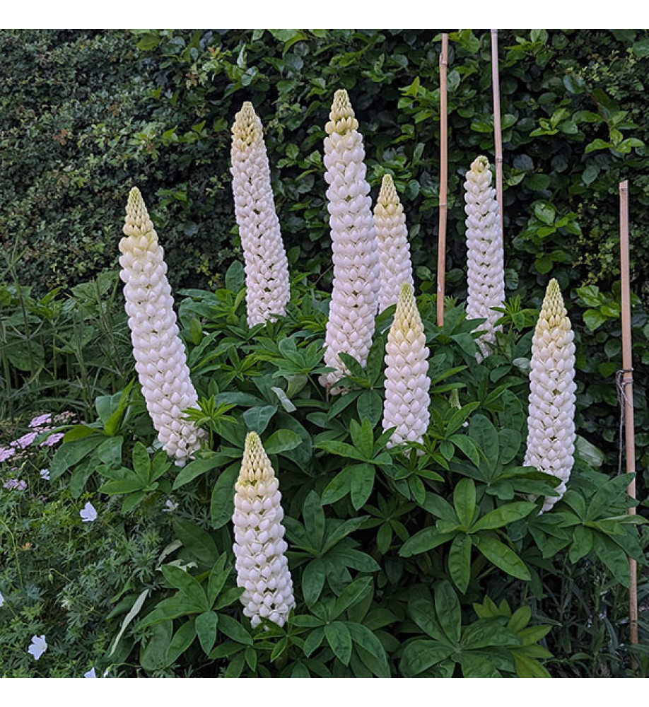 Lupinus Polar Princess (Langthorns seedlings) (2lt)