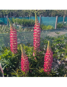 Lupinus Rachel de Thame (Westcountry series) (3lt) Lupinus Rachel de Thame (Westcountry series) (3lt)