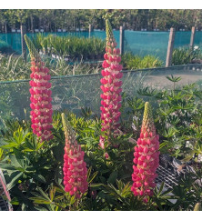 Lupinus Rachel de Thame (Westcountry series) (3lt) Lupinus Rachel de Thame (Westcountry series) (3lt)