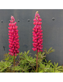 Lupinus  Red Rum  (West Country Series)(3lt)