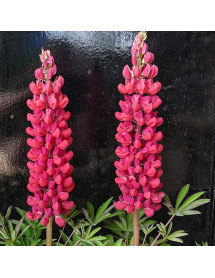 Lupinus  Red Rum  (West Country Series)(3lt)