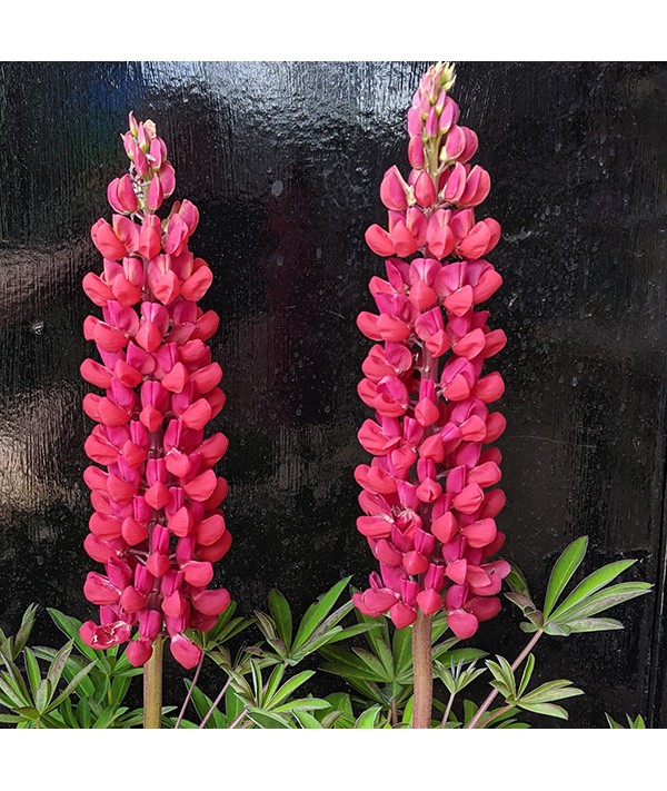Lupinus  Red Rum  (West Country Series)(3lt)