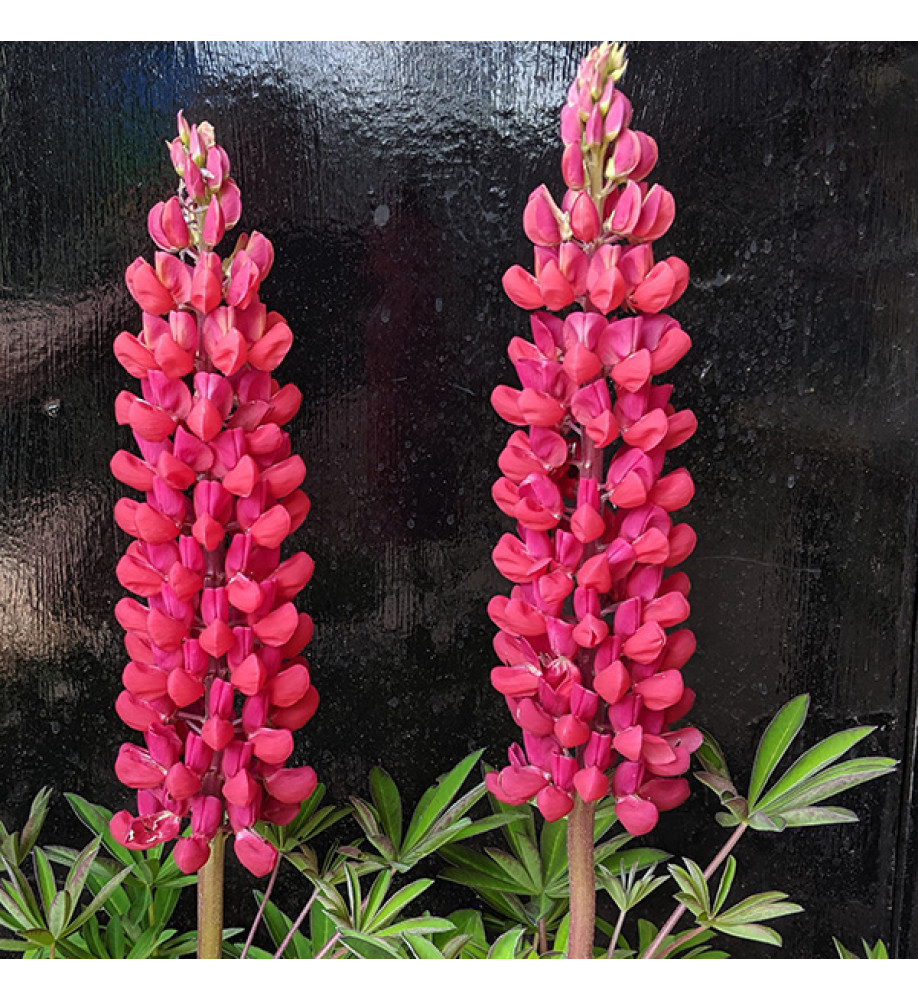 Lupinus  Red Rum  (West Country Series)(3lt)