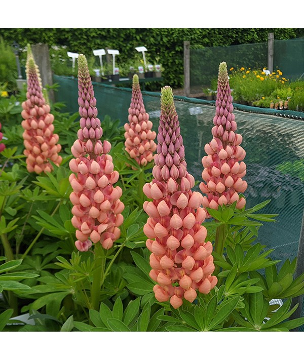Lupinus Salmon Star (West Country Series) (2lt) Lupinus Salmon Star (West Country Series) (2lt)