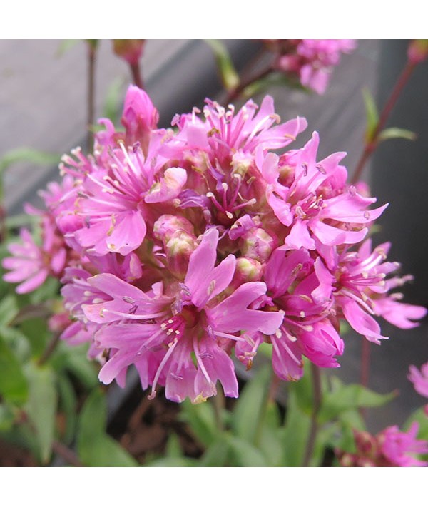 Viscaria alpina (Lychnis alpina) (0.8lt)