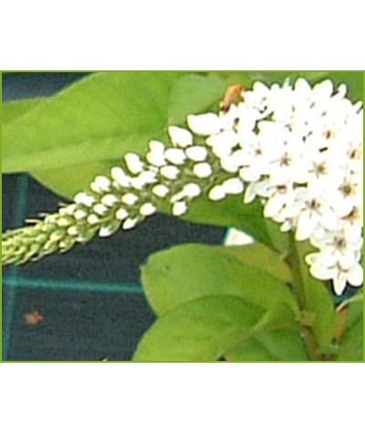 Lysimachia clethroides (1lt)