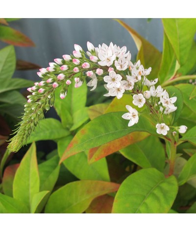 Lysimachia clethroides (1lt)