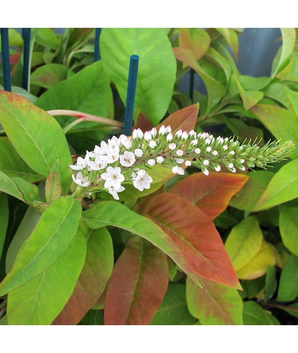 Lysimachia clethroides (1lt)