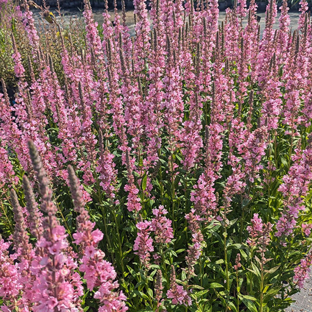 Lythrum salicaria Blush (3lt)