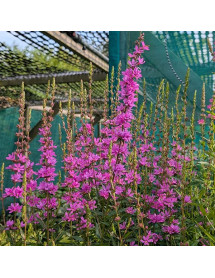 Lythrum virgatum Dropmore Purple (1lt)